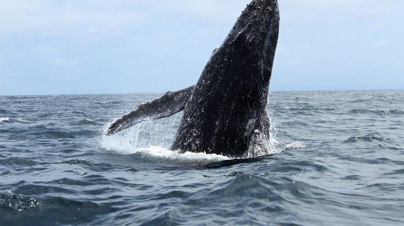 Avistamiento de ballenas en Tumbes